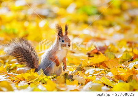 Portrait of cute squirrel sitting on the ground among the many fallen yellow maple leaves in the Portrait of cute squirrel sitting on the ground among the many fallen yellow maple leaves in the 55709025