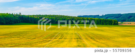 Green spring field on sunny day. Panoramic shot Green spring field on sunny day. Panoramic shot 55709356