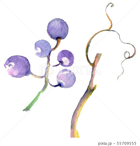 Grape berry healthy food in a watercolor style isolated. Watercolor background set. Isolated fruit 55709555