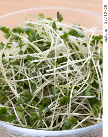 ブロッコリースプラウト 55710769