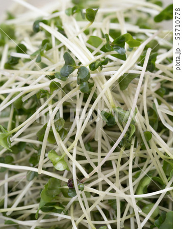 ブロッコリースプラウト 55710778