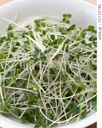 ブロッコリースプラウト 55710780