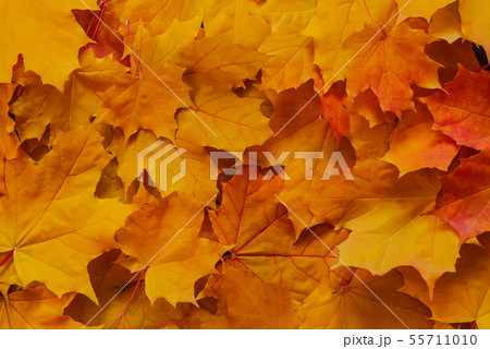 orange yellow maple leaves for autumn background orange yellow maple leaves for autumn background 55711010
