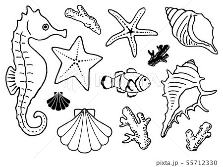 海の生き物 イラスト 線画のイラスト素材 55712330 Pixta