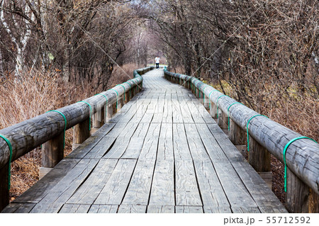 登山道　林道　戦場ヶ原　上高地　尾瀬 55712592