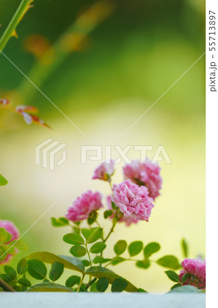 ピンクのバラ 55713897