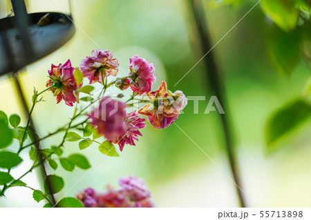 ピンクのバラ 55713898