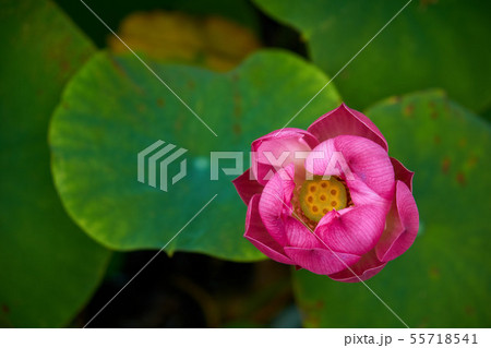 千葉県　蓮の花　中山法華経寺 55718541
