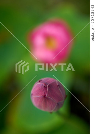 千葉県 蓮の花 中山法華経寺 千葉県 蓮の花 中山法華経寺 55718543