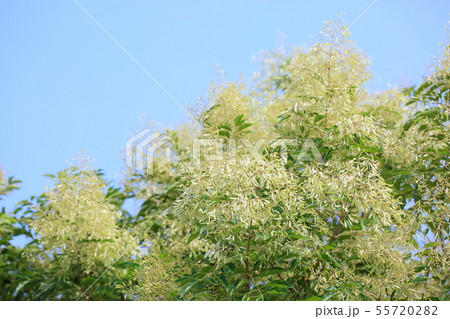 シマトリネコの花 55720282