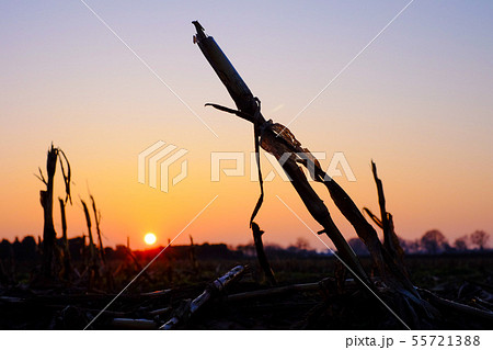 The remaining parts of the wheat stubble after harvesting 55721388
