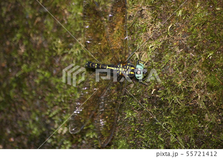 ヤブヤンマ 55721412