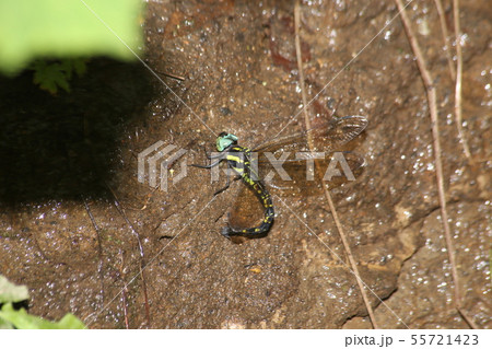 ヤブヤンマ ヤブヤンマ 55721423