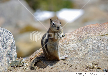 キンイロジリス (Golden-mantled ground squirrel) 55723325