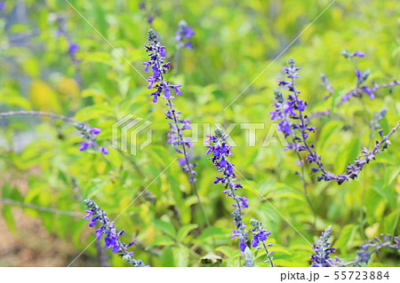 ラベンダーセージの花 ラベンダーセージの花 55723884