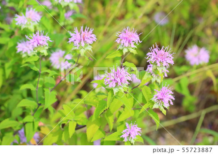 ベルガモットの花 ベルガモットの花 55723887