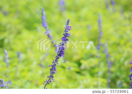 ラベンダーセージの花 55729061