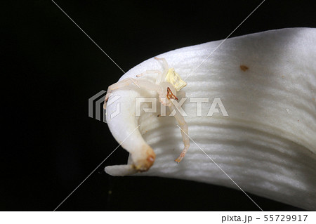 アズチグモ 55729917