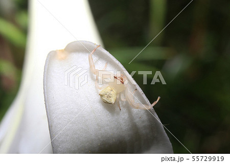 アズチグモ 55729919