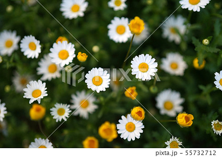 植物 花 夏 55732712