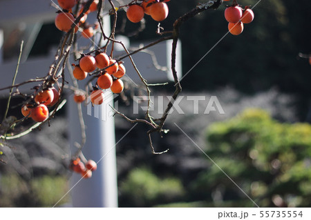 晩秋の小國神社 55735554