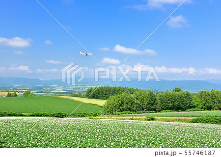 美瑛の丘 美瑛の丘 55746187