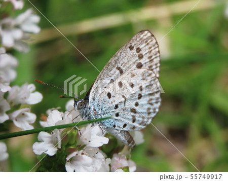 オレガノにシジミチョウ　Oregano & Lycaenidae 55749917