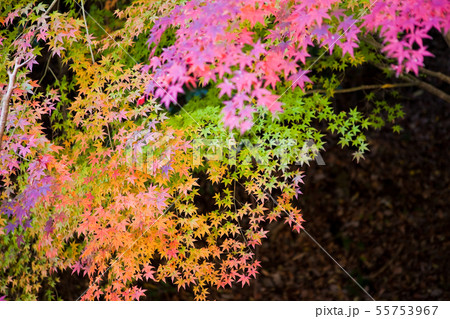 いちき串木野市冠岳の紅葉の写真素材