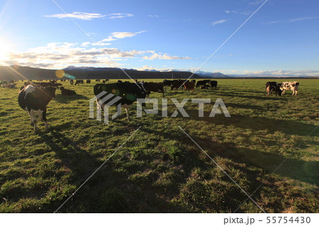 cow in the field 55754430