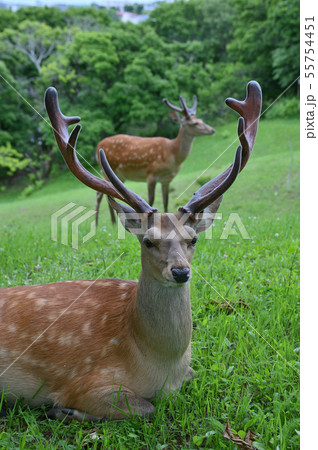 エゾシカ㉚(北海道) エゾシカ㉚(北海道) 55754451