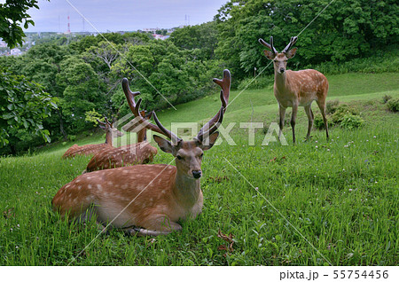 エゾシカ㉗(北海道) エゾシカ㉗(北海道) 55754456