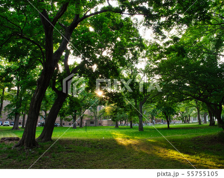 北海道大学 55755105