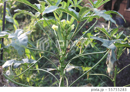 オクラ　家庭菜園 55755283