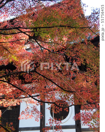 東福寺：錦秋に染まる経蔵 55756455