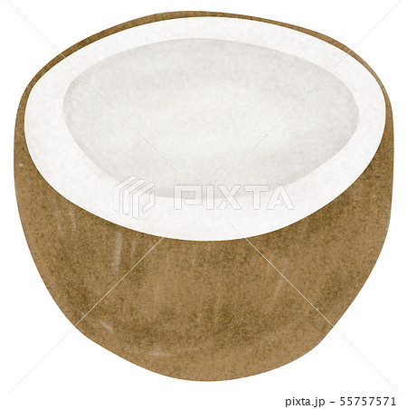 手描き ヤシの実 ココナッツのイラスト素材