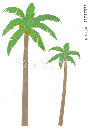 手描き 椰子の木 ヤシのイラスト素材