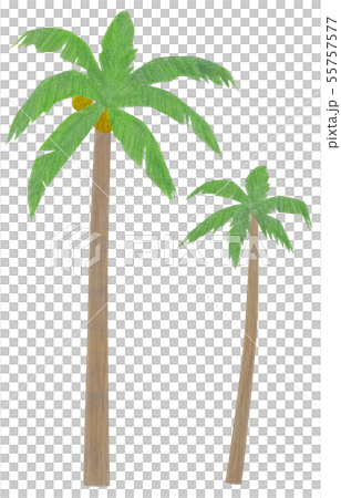 手描き 椰子の木 ヤシのイラスト素材