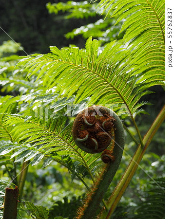 ジャングルに生い茂るシダ植物の新芽の写真素材