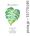Monstera B4size 55770190