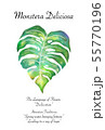 Monstera ポストカード グリーン 55770196
