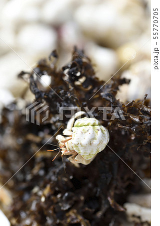 奄美大島のオカヤドカリ属 奄美大島のオカヤドカリ属 55770705