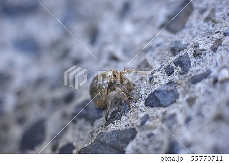 奄美大島のオカヤドカリ属 55770711