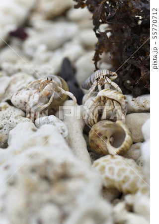 奄美大島のオカヤドカリ属 55770712