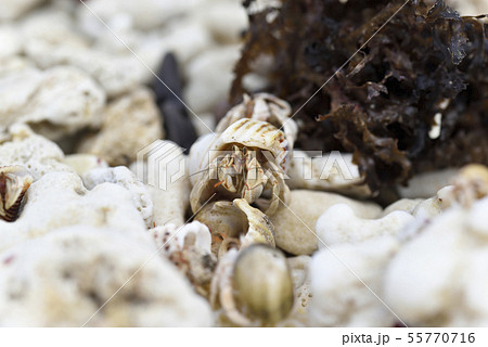 奄美大島のオカヤドカリ属 奄美大島のオカヤドカリ属 55770716