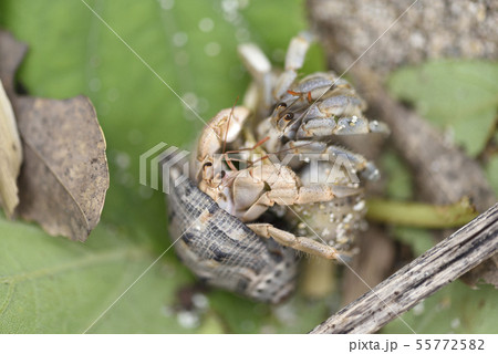 奄美大島のオカヤドカリ属 55772582
