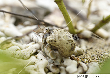 奄美大島のオカヤドカリ属 55772585