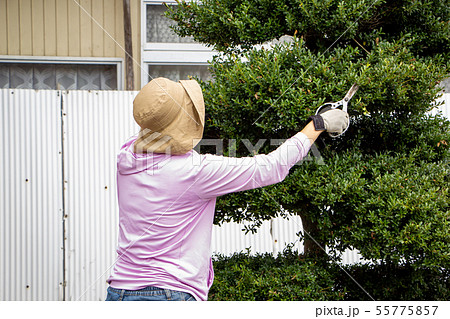 庭木の枝切り作業をしている女性　40代　主婦 55775857