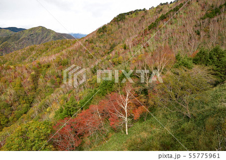 秋の半月山 55775961