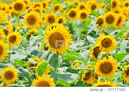 柳川市　風景　ひまわり 55777162