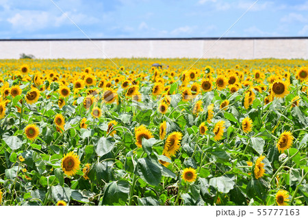 柳川市　風景　ひまわり 55777163